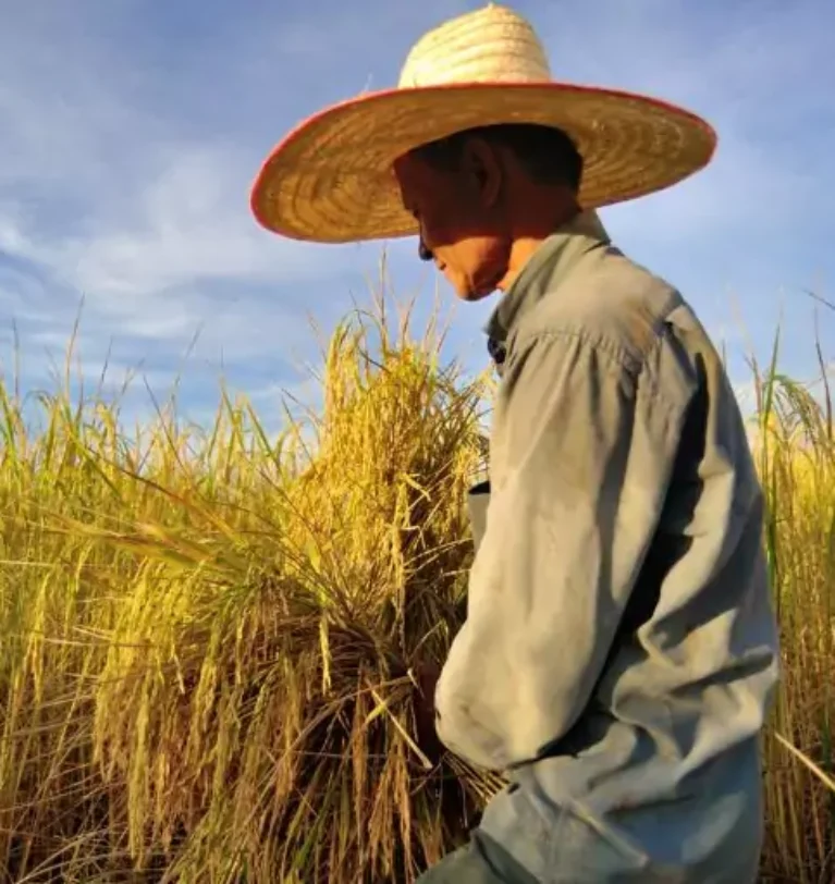 Benefícios do arroz para a humanidades